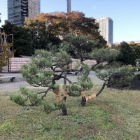 |4945| | Zahrady Tokio Kyu-Shiba-Rikyu