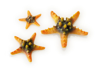 biOrb mořské hvězdice set žlutá