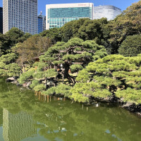 |4801| | Zahrady Tokio Hama Rikyu
