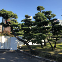|4750| | Zahrada Tokio Imperial Palace - Císařský palác