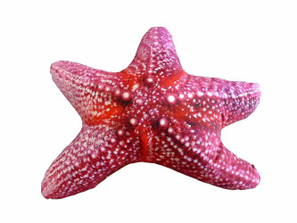 Polštář Hvězdice mořská 50 cm