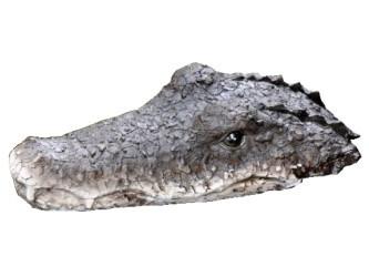 PlovoucÃ­ krokodÃ½lÃ­ hlava