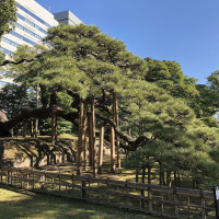 |4834| | Zahrady Tokio Hama Rikyu