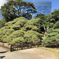 |4831| | Zahrady Tokio Hama Rikyu