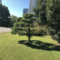 |4792| | Zahrady Tokio Hama Rikyu