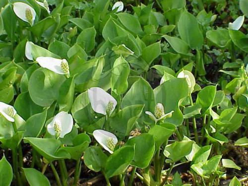 Ďáblík bahenní - Calla palustris