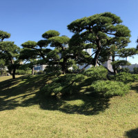 |4823| | Zahrady Tokio Hama Rikyu