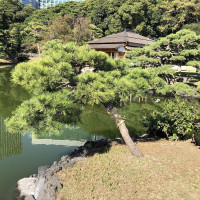 |4803| | Zahrady Tokio Hama Rikyu