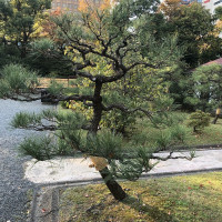 |4931| | Zahrady Tokio Kyu-Shiba-Rikyu
