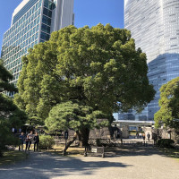 |4835| | Zahrady Tokio Hama Rikyu
