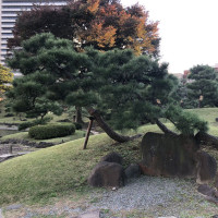|4948| | Zahrady Tokio Kyu-Shiba-Rikyu