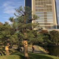 |4938| | Zahrady Tokio Kyu-Shiba-Rikyu