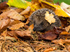 Domek pro ježky - dřevobeton