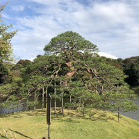 |4907| | Zahrady Tokio Kyu-Shiba-Rikyu