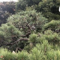 |4954| | Zahrady Tokio Kyu-Shiba-Rikyu