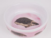Miska pro ježky - růžová