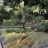 |4930| | Zahrady Tokio Kyu-Shiba-Rikyu