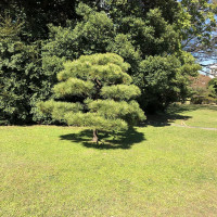 |4791| | Zahrady Tokio Hama Rikyu