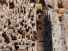 Včelky samotářky - cihla z dřevocementu