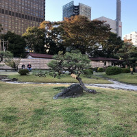 |4941| | Zahrady Tokio Kyu-Shiba-Rikyu