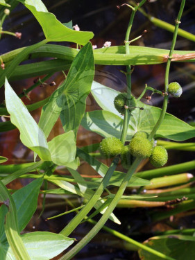 Šípatka vodní - Sagittaria sagittifolia