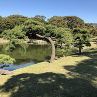 |4825| | Zahrady Tokio Hama Rikyu