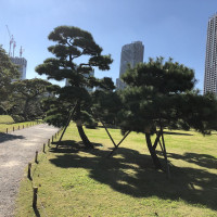 |4790| | Zahrady Tokio Hama Rikyu