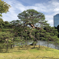 |4908| | Zahrady Tokio Kyu-Shiba-Rikyu