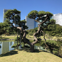 |4821| | Zahrady Tokio Hama Rikyu