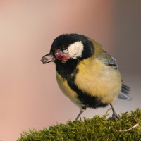 Ptačí choroby u krmítka - nový program občanské vědy