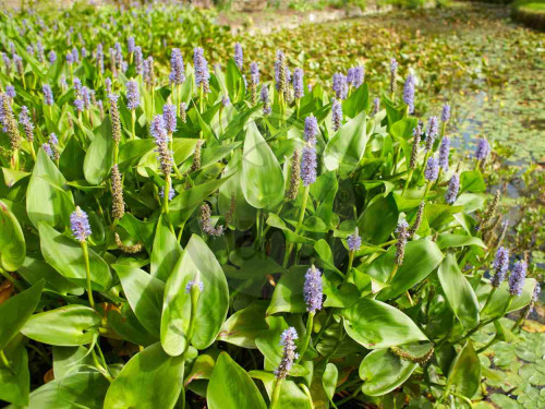 Modráska srdčitá růžovo-fialová - Pontederia cordata Rosea