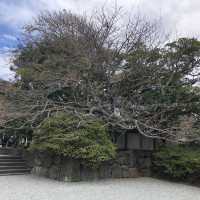 |6568| | Zahrady Kamakura