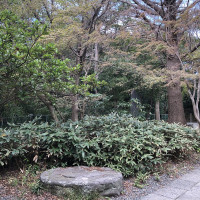 |6571| | Zahrady Kamakura