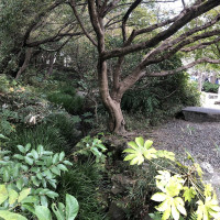 |6572| | Zahrady Kamakura