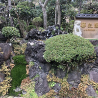 |6585| | Zahrady Kamakura