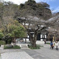 |6602| | Zahrady Kamakura