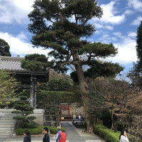 |6615| | Zahrady Kamakura