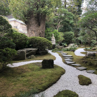 |6646| | Zahrady Kamakura