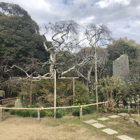 |6680| | Zahrady Kamakura