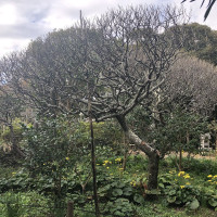|6681| | Zahrady Kamakura