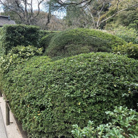 |6707| | Zahrady Kamakura