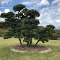 |6002| | Zahrada Mito Kairaku-en