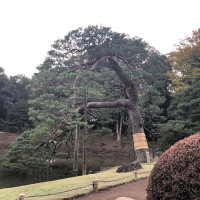 |6183| | Zahrada Mito Rikugien