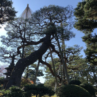 |6392| | Zahrada Kanazawa Kenrokuen