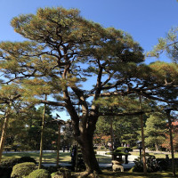 |6409| | Zahrada Kanazawa Kenrokuen