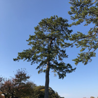|6355| | Zahrada Kanazawa Gyokusen-immaru
