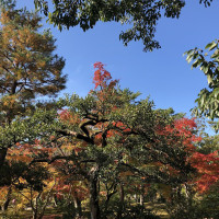 |5338| | Chrám Kjóto Kinkakuji - Zlatý pavilón