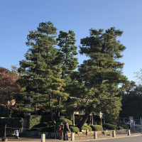 |5390| | Zahrada Kjóto Murin-an