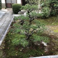 |5393| | Zahrada Kjóto Murin-an