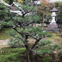 |5395| | Zahrada Kjóto Murin-an
